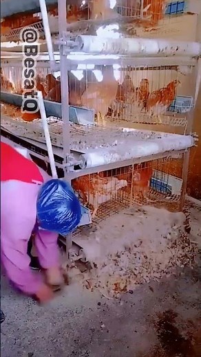 How to Clean Chicken Gizzards Fast & Easy – Step-by-Step Guide