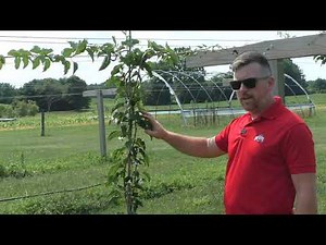 A look at our Hardy Kiwi Project