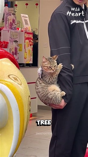 Clingiest Cat Ever Seen