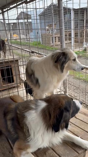 110K views · 4.1K reactions | Very beautiful female dog, pretty shy,...