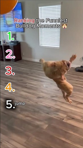 Ranking the Funniest Bulldog Moments 🐶 #bulldog #funnydogs #dogmoments #animalranking #shorts