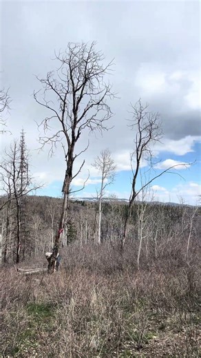 Clearing Dead Trees in the Woods #treefelling #chainsaw #satisfying