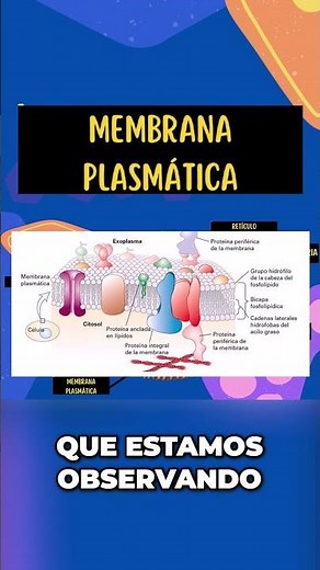 ¿Qué es la Membrana Plasmática? 🧬 (Explicación rápida) #biologia