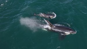 53K views · 1.2K reactions | ORCAS!!! On Tuesday we enjoyed prolonged...