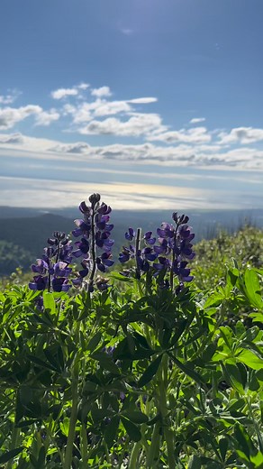 Check out these Beathtaking Views from Blueberry Loop Hill near Flat Top Mountain here in Anchorage Alaska. Check out that mosquito🦟 flying around its the unofficial Alaska state bird 😂 #alaskaproud #sharingalaska #jcsolbergphotography #alaska #Outdoors #alaskaphotographer #alaskaphotography #alaskavideographer #beautifulview #lupine #mosquito | Alaskan Adventures And More