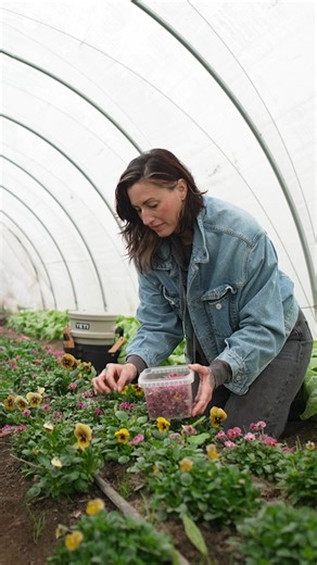 2.3K views · 28 reactions | SingleThread Farm - Restaurant - Inn aims to tell the story of what is happening currently on the farm to the kitchen from the lens of the farmers. They're currently embracing early winter produce of Asian greens, roots, edible flowers, and more that will be harvested, transported, and served freshly in the restaurant just hours later thanks to YETI coolers. #sponsored by YETI #chefsroll #rollwithus #crfeaturesyeti | Chef's Roll | Facebook