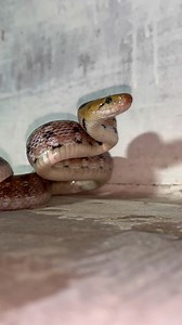 ये है एक common trinket snake जो विषैला नहीं होता पर गुस्सा आने पर बहुत ही गुस्सैल 😠 हो जाता हैं 😱😱 #sarpmitraneerajprajapat #reelsvideo #reelsvideo #OperationSindoor #cobrasnake #kingcobra #snakerescue #commontrinketsnake | Sarpmitra Neeraj Prajapati