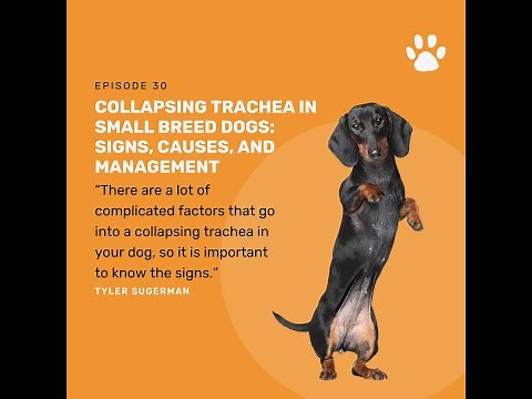 Collapsed Trachea: Recognizing Symptoms and Solutions