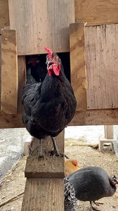 Did you know that after laying an egg, hens will sing a song? 🖤🐔 #backyardchickens #petlovers #naturaltherapy #follower #cute #favorite #fyp #chickenlover #fbreels #adsonreels #eggs #chickensong #lovelychicken #adsonreels #followers | My lovely Animals