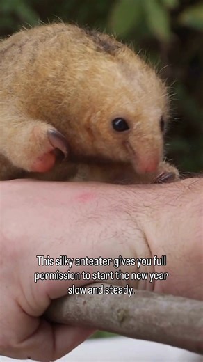 Slow and steady wins the race. ❤️ A nocturnal species, the silky anteater (Cyclopes didactylus) is the smallest anteater in the world. This one is an adult! He's pictured here hitching a ride to a better perch on Panama’s Barro Colorado Island, home to our Smithsonian Tropical Research Institute’s research center dedicated to studying tropical forest ecosystems. | Smithsonian
