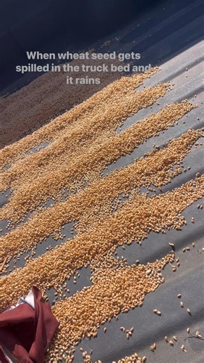 When the seed spills in the truck bed and gets rained on. 🌱 | Thompson Tender Beef