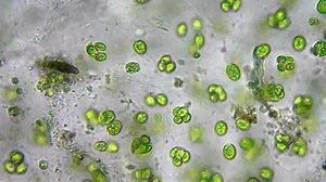 live green algae under microscope, magnification 400x