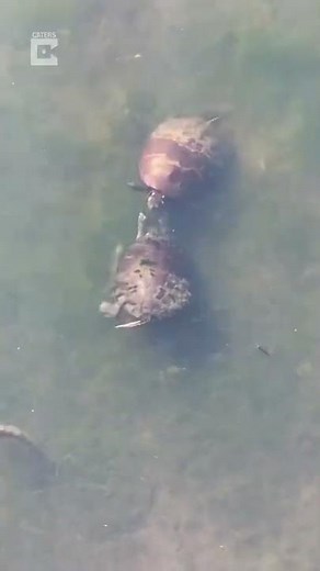 Turtle slapping match! #turtle #slap #funny