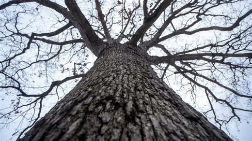 Must HOA pay for damage from tree if oak isn't on owner's property?