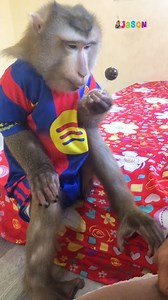 Why Do You Look So Grateful To Lollipop😃 Jason??? He Insist Mom | Monkey Jason