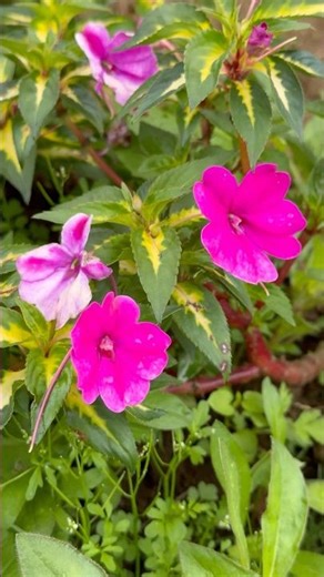 Stunning Variegated New Guinea Impatiens Bloom in Full Beauty #flowers #plants #nature