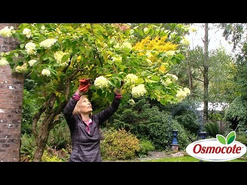 How to Prune Pee Gee Hydrangeas