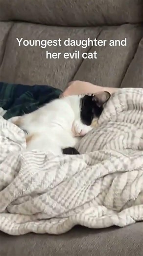 @paytonnicholas_: 😽😽 #cat #catlover #kitty