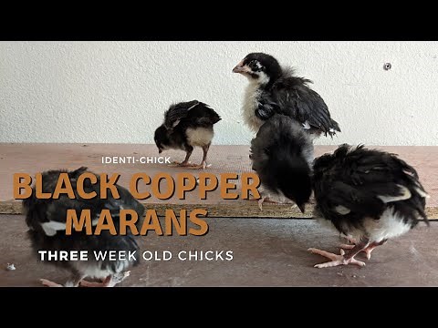 Black Copper Marans: 3-Week-Old Chicks