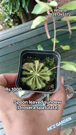 Spoon leaved sundew, Drosera spatulata #india #plants #carnivorousplants #kerala #indoorplants