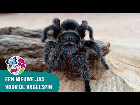 Hoe vervelt een vogelspin?