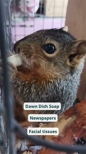 Baby Squirrels Need You!