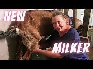 How To Train A New Milk Goat