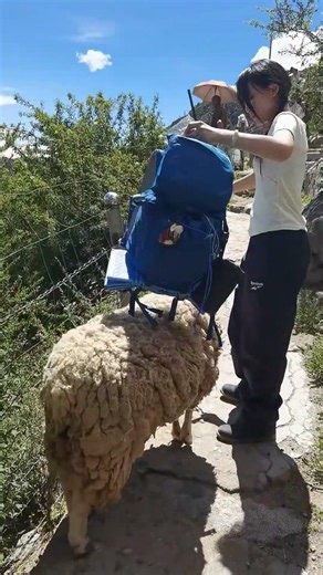 Sheep carries woman's backpack while hiking in Beijing, China