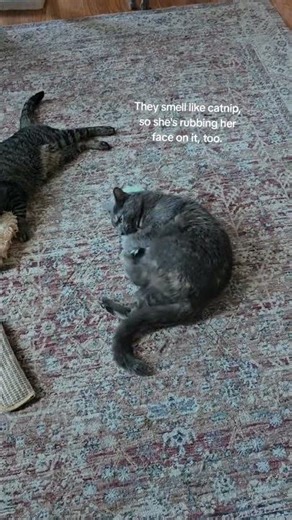 Catnip kicker fuzzy crinkle pillow toys my tortie cat is obsessed with! They come