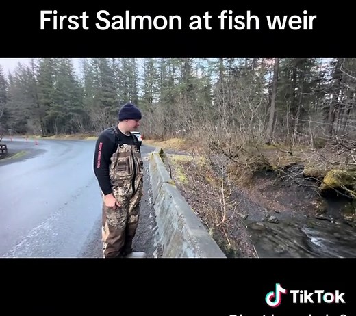 Sockeye Salmon Confirmed at Bear Creek Fish Weir