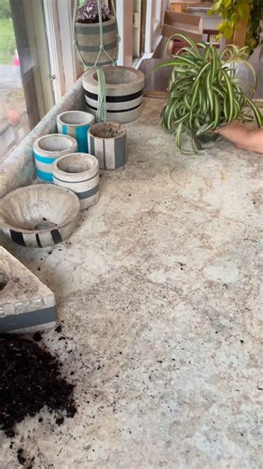 🌪️🌱 Plot twist: the pot was actually just a root container all along 😳 • #rootbound #plantroots #plants #spiderplant #bonniespiderplant #curlyspiderplant | Foraging Fosters