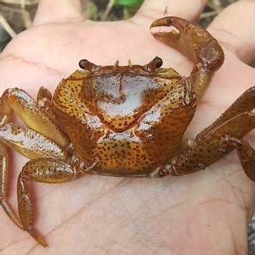 So many Dead Crabs 😱