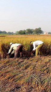 Paddy Harvesting Manually: Hi Friends, Please watch and enjoy this reel on manual harvesting of paddy by the farmers. See how efficient and skilled the farmers were. They were harvesting paddy with the help of a sickle. It's always risky to harvest paddy quickly by a sickle as there may be accident of cutting fingers. But the farmers never bother about or afraid of such incidence. Factually the farmers are really efficient that they can harvest very quickly. #paddyharvesting #riceharvesting #har