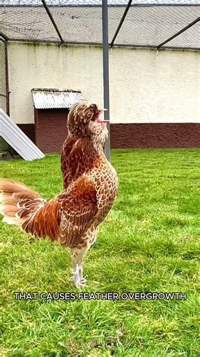 5.7K views · 150 reactions | The Chicken With a Wig? Meet the Fluffy, Flying Polish Chicken! #polishchicken #animalfacts | Animal World | Facebook