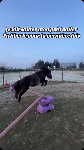 Alors ques que vous en pensez de mr koko la ? #cso #shetland #debourage | Amy 2 crème