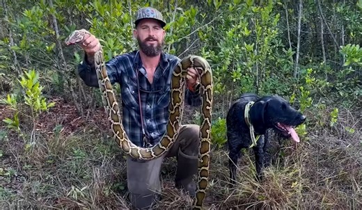 America’s Most Famous Python Dog Dies Mid-Hunt. But His Bloodline Lives On