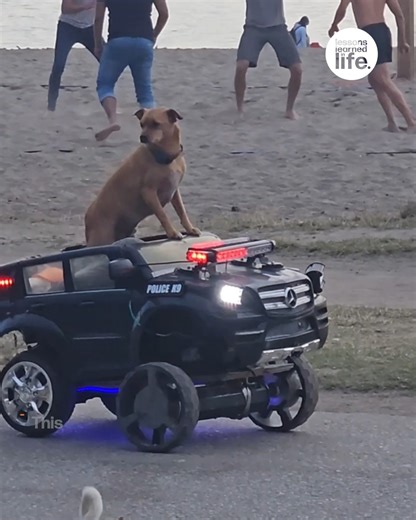 1.5M views · 16K reactions | WOOF WOOF it's the sound of the police   | Lessons Learned In Life | Facebook