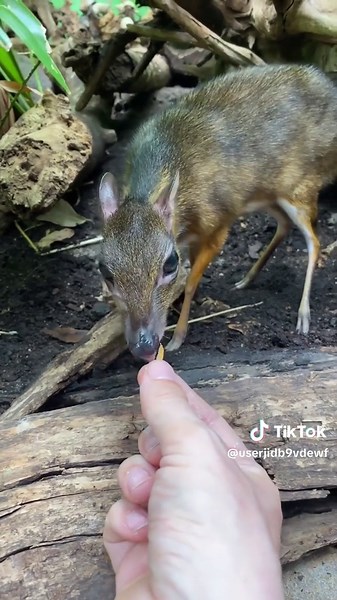 Chevrotain: The Smallest Cloven Hoofed Animal