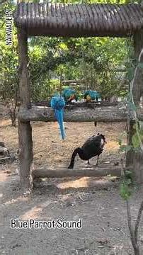 blue Parrot Sound #parrot #bluebirds #wildlife #birdsounds #zoosound