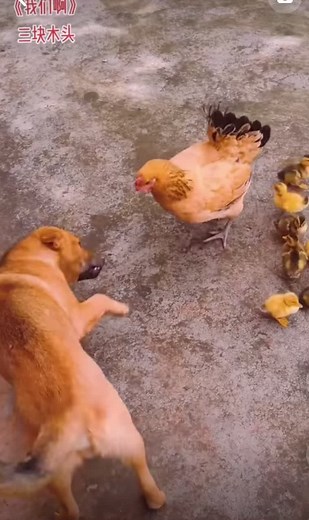 Charming Chicken Interacts with Adorable Ducklings