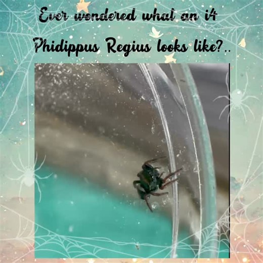 🕊️The Dovelets 🕊️ (Phidippus Regius Apalachicola) are growing up too fast 🥹 Some of them have now moulted to i4, which means they have moulted a total of 4 times. Moulting twice since leaving the nest and being waited on hand and foot by yours truly 😇🤣 I adore these cheeky little creatures 🖤🕸️🕷️ #spiderbabies #babyspiders #jumpingspidersarecute #phidippusregius #spooder #spoods #spood #jumpingspidersuk #jumpingspidercommunity | The Leap of Faith-Jumping Spiders