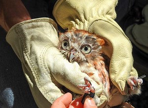 Why is This Bird Wearing Leather Anklets?