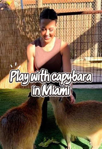 The Capybara Experience at Everglades Alligator Farm