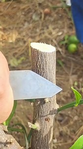 39K views · 137 reactions | Grafting citrus tree #reelsviralシ #grafting #sugarcane #fbreelsfypシ゚viral #fbpostreelsviral #fbpostreels #reelsfbviral #reelstrending #reelsvideo #fbpostviral #fbpost #everyone #followers | Farming Techniques | Facebook