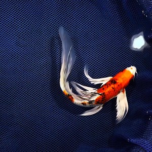 6.5K reactions · 1.1K shares | Koi fish for sale — delivered next day. Buy superior quality koi and fish shipped directly to you. Live Arrival Guarantee. Choose your Shipping Date. | NextDayKoi | Facebook