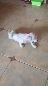 Cambodian Animals Protection Association on Reels