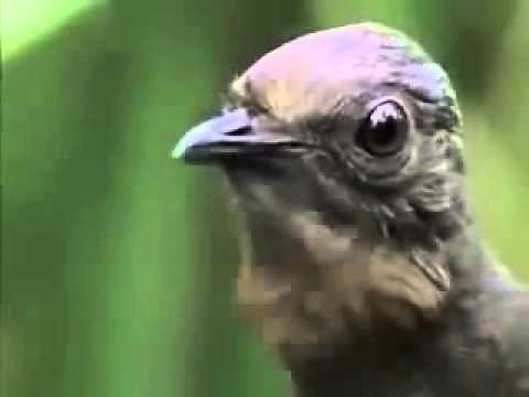 This Bird can copy the sound of everybody including Human LyreBird