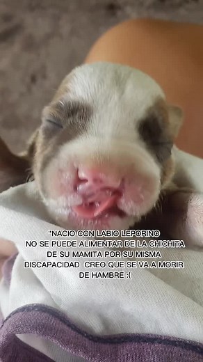 American Bully con Labio Leporino: Conoce Más
