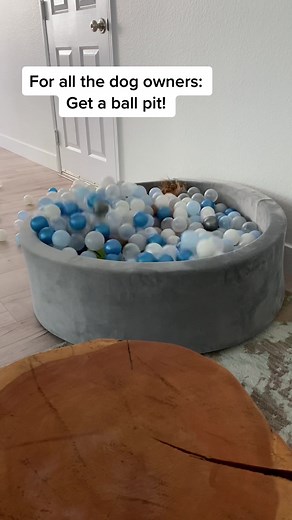 Send to all the dog owners 🤩 #ballpit #dogloversoftiktok #doodlepup