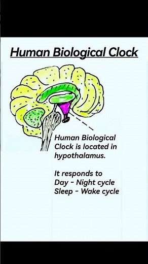 Human Biological Clock | Homeostasis | Circadian rhythm